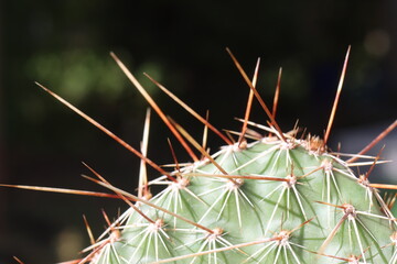 Opuntia polyacantha cv. Linz kaktus opuncja