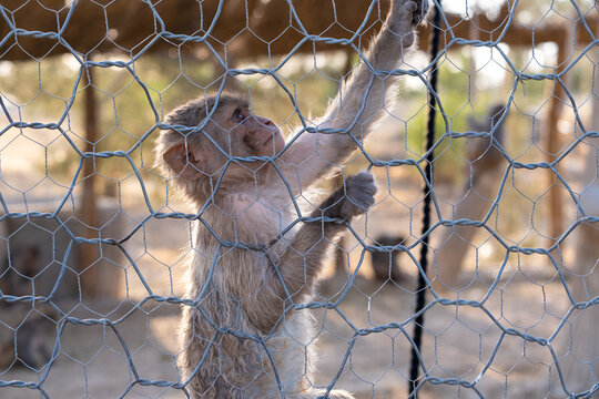 Shiraz, Iran - July 1, 2021:photo of animals in the zoo of Shiraz city