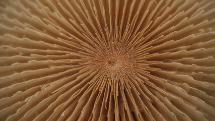 Mushroom gills creating a stunning radial pattern in nature's design