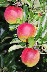 Three red apples hanging from a tree