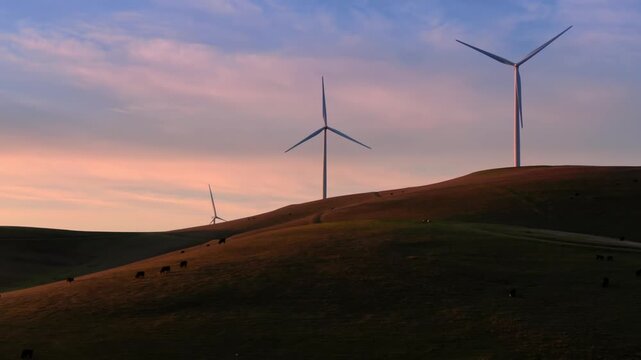 Wind turbines generate clean energy on rolling hills where cattle graze in Altamont Pass, Livermore, California, USA. The scene shows sustainable agriculture and power.