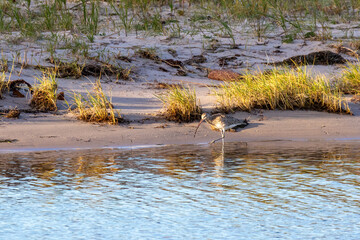 Großer Brachvogel am Darßer Ort, 04.10.2024.