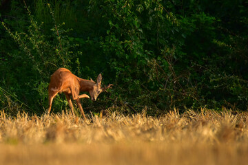 roe deer in the wild