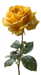 Obraz premium a single fully bloomed rose in royal yellow color, bright and vivid petals with slight golden hue, velvet-like texture and sharp details, green stem and shiny serrated leaves