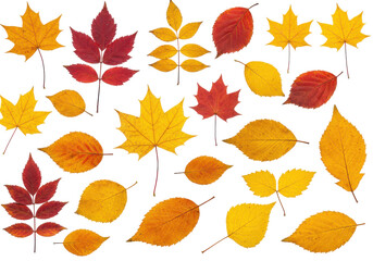 Obraz premium A vibrant collection of autumn leaves in various shapes and colors on a white background