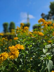 Obraz premium Beautiful Flowers Background 