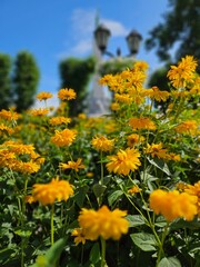 Beautiful Flowers Background 