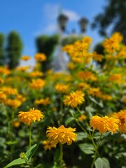 Beautiful Flowers Background 