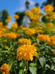 Beautiful Flowers Background 