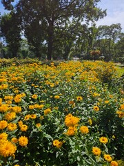 Beautiful Flowers Background 