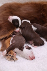 Group of puppies are sleeping on a white blanket