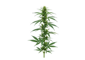 Fototapeta premium Lush cannabis plant standing tall against a transparent background, showcasing vibrant green foliage