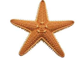 Close-up of a vibrant orange starfish resting on a sandy ocean floor, surrounded by seaweed