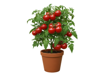 Vibrant tomato plant with ripe red tomatoes in a terracotta pot against a neutral backdrop