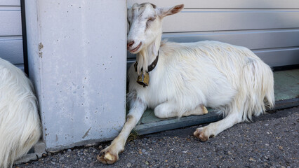 A beautiful panorama in switzerland in Krummenau in Switzerland on july 20th 2025