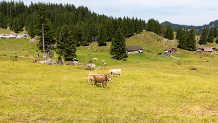 A beautiful panorama with cows in Switzerland  on july 20th 2025