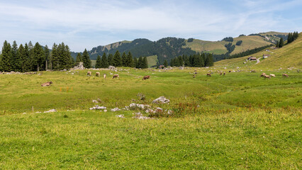 A beautiful panorama in switzerland in Krummenau in Switzerland on july 20th 2025