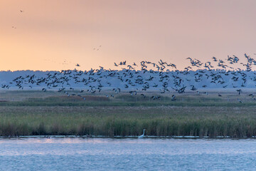 Nonnengänse und ein Silberreiher am Bodden vor Zingst.