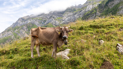 A beautiful cow in switzerland in Krummenau in Switzerland on july 20th 2025