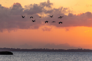 Fliegende Kraniche bei Sonnenuaufgang über dem Bodden vor Zingst.