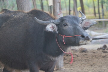 An Asian black buffalo is standing in the field