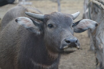 Fototapeta premium An Asian black buffalo is standing in the field