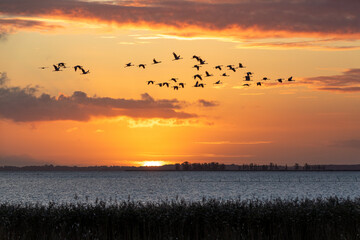 Fliegende Kraniche bei Sonnenuaufgang &uuml;ber dem Bodden vor Zingst.