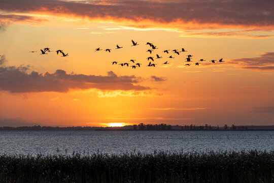 Fliegende Kraniche bei Sonnenuaufgang &uuml;ber dem Bodden vor Zingst.