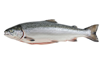 Freshly caught salmon fish displayed on a clean surface, showcasing its natural sheen