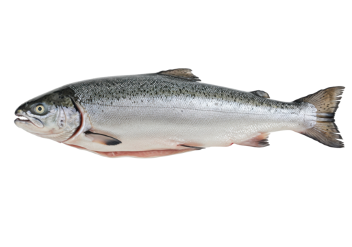 Freshly caught salmon fish displayed on a clean surface, showcasing its natural sheen