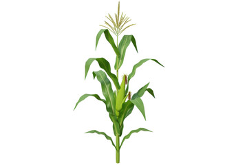Fototapeta premium Lush corn plant standing tall with vibrant green leaves and golden tassels under sunlight