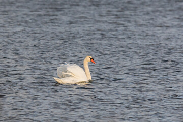 Ein Schwan auf dem Bodden vor Zingst.