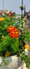 orange flowers in the garden