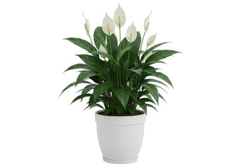 Obraz premium Peace lily plant in a white pot, showcasing lush green leaves and elegant white blooms indoors