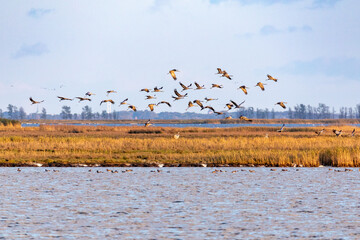 Fliegende Kraniche über dem Bodden vor Zingst.