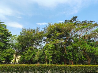 Obraz premium trees in the park