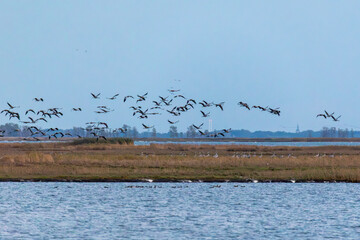 Kraniche am Bodden vor Zingst, im Hintergrund R&uuml;genbr&uuml;cke und zwei Turmspitzen der Stralsunder Kirchen.