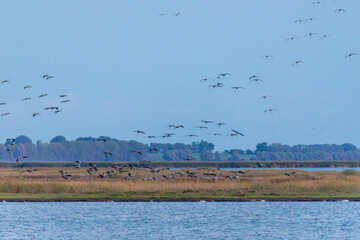 Kraniche am Bodden vor Zingst.