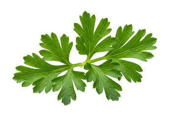 Fresh green parsley leaf on a transparent background, ideal for culinary use and recipes
