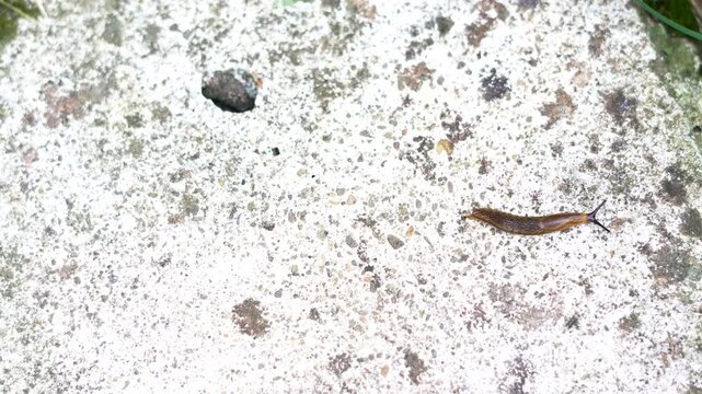 Slowly moving small spanish slug ( Arion Vulgaris) on concrete surface.
