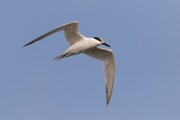 The Sandwich tern is a tern in the family Laridae