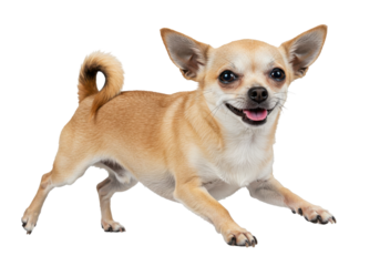 Playful Chihuahua running joyfully in a bright indoor setting with soft lighting