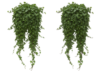 Lush green ivy plants cascading from hanging pots in a bright, airy interior space