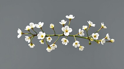 Delicate Baby's Breath Sprig
