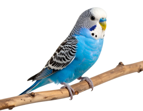 Blue Budgerigar Tilting Head Slightly While Perched on Branch, Close-Up View, Isolated