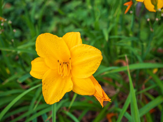 Fototapeta premium Yellow daylily flower in full bloom with green leaves in background, captured in natural garden setting from above.