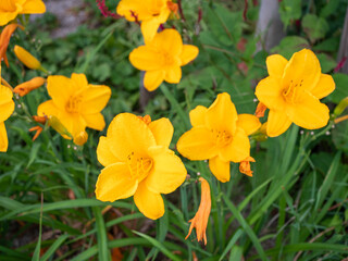 Cluster of yellow daylily flowers blooming in garden, surrounded by green leaves, captured in natural outdoor setting.