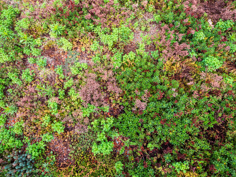 Top view of colorful ground cover plants including sedum and succulents in a dense natural pattern, ideal for green roofs or dry gardens.