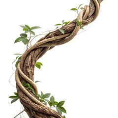 Twisted jungle vine with green leaves isolated on transparent background © marzan