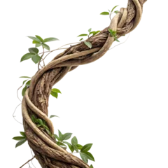Twisted jungle vine with green leaves isolated on transparent background © marzan